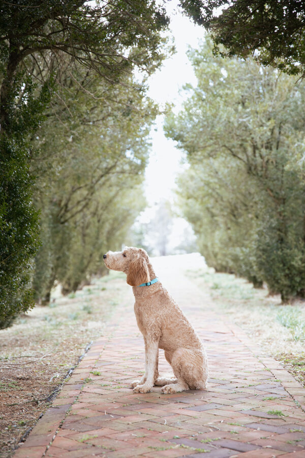 Ivy - Image 5
