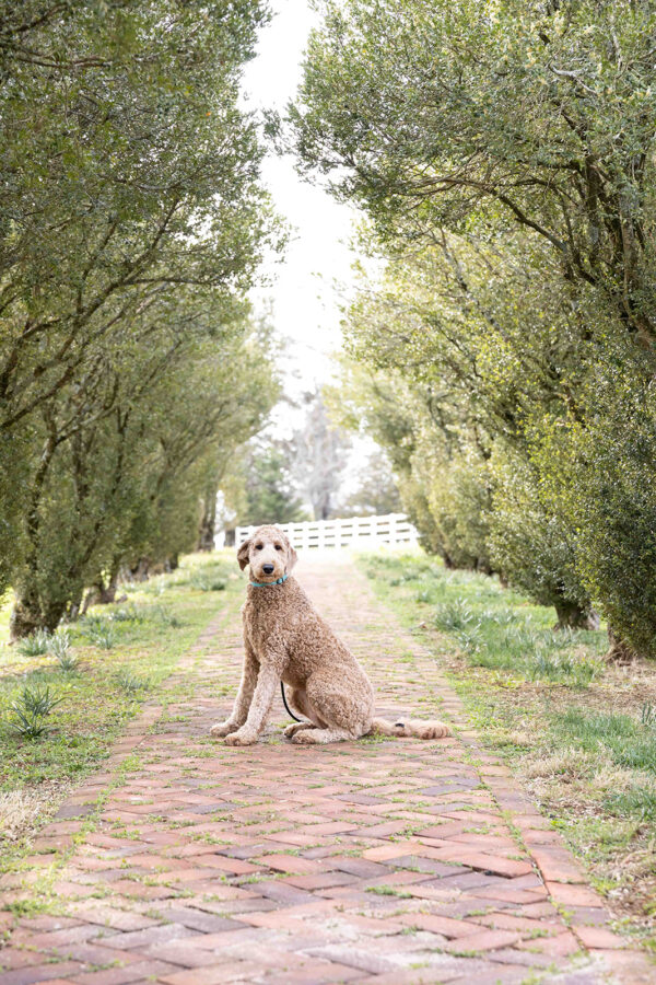 Ivy - Image 3