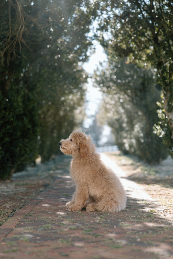 Ivy - Image 9