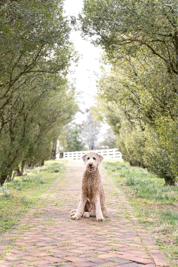 Ivy - Image 2