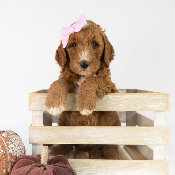 Ginger - Image 9