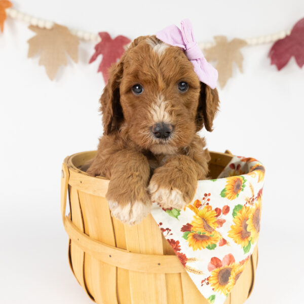 Ginger - Image 10