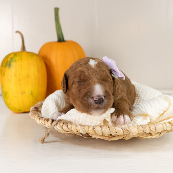Ginger - Image 14