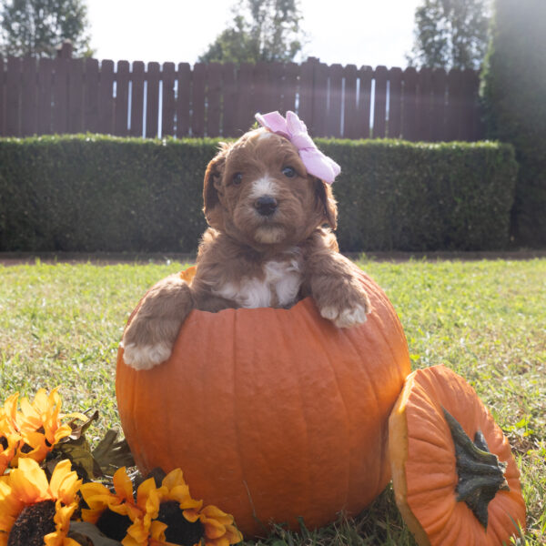 Ginger - Image 11