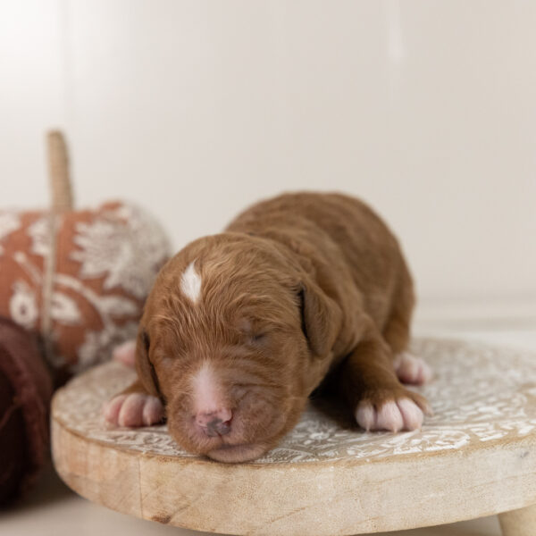 Ginger - Image 15
