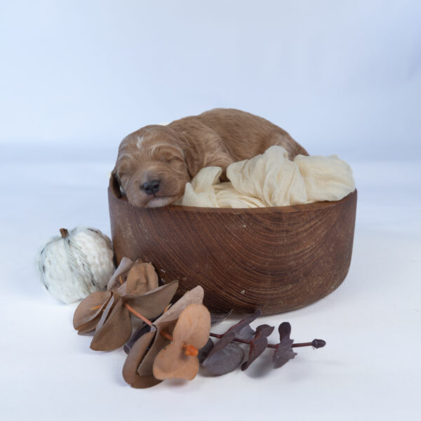 Bear - Image 21