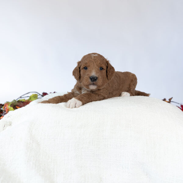 Toby - Image 22