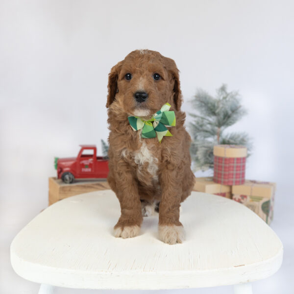 Toby - Image 21