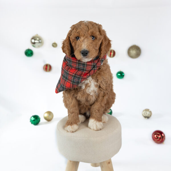 Toby - Image 20