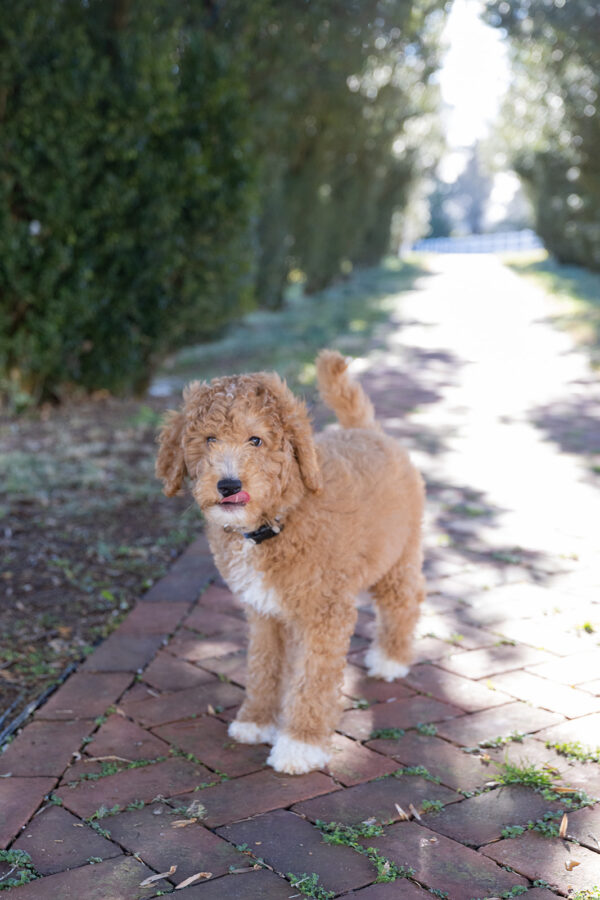 Toby - Image 19
