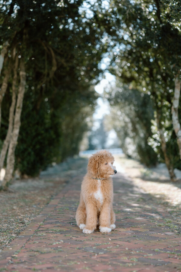 Toby - Image 16