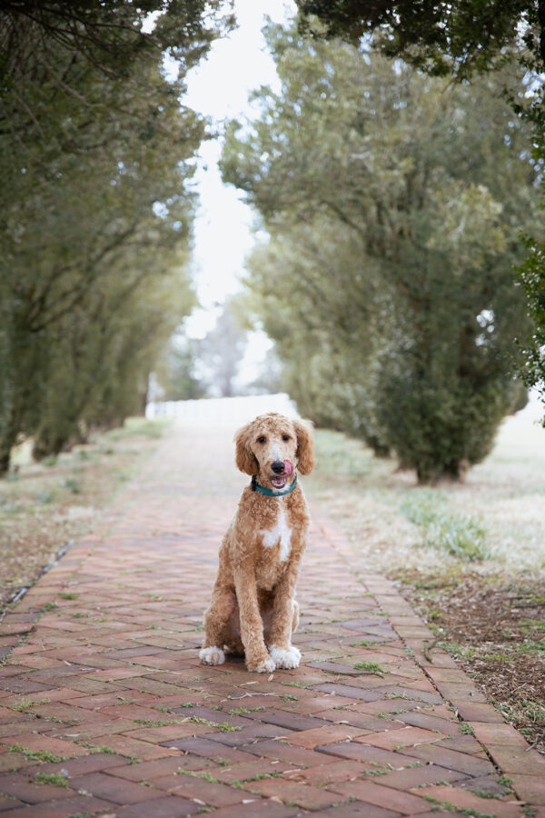Toby - Image 10
