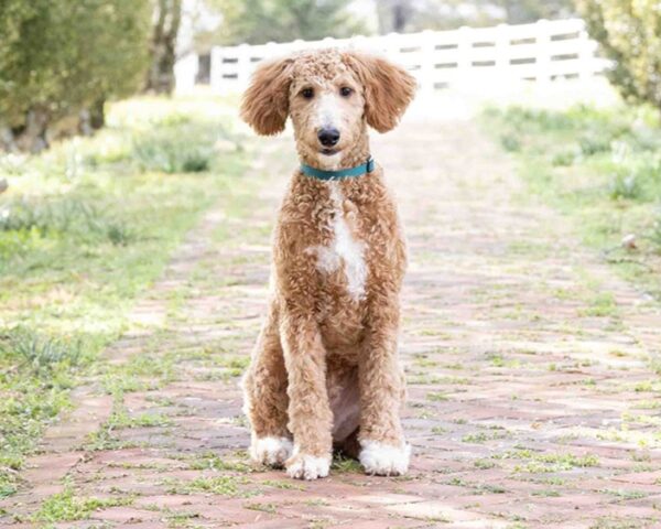 Toby - Image 6