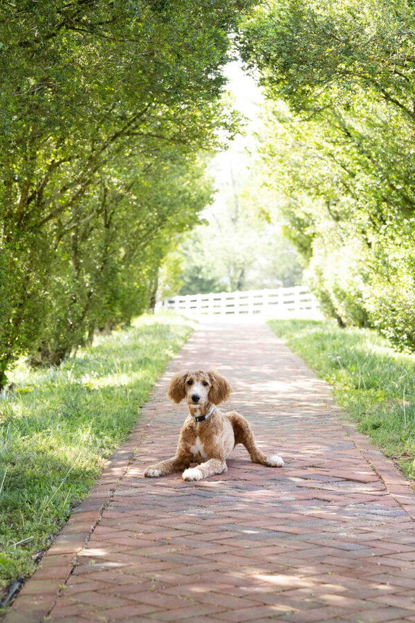 Toby - Image 2