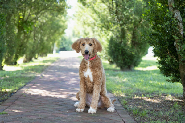 Toby