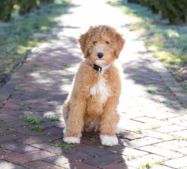 Toby - Image 17