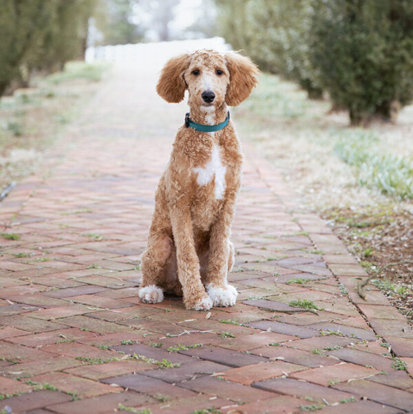 Toby