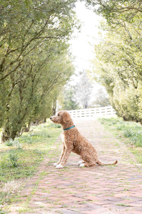 Toby - Image 7