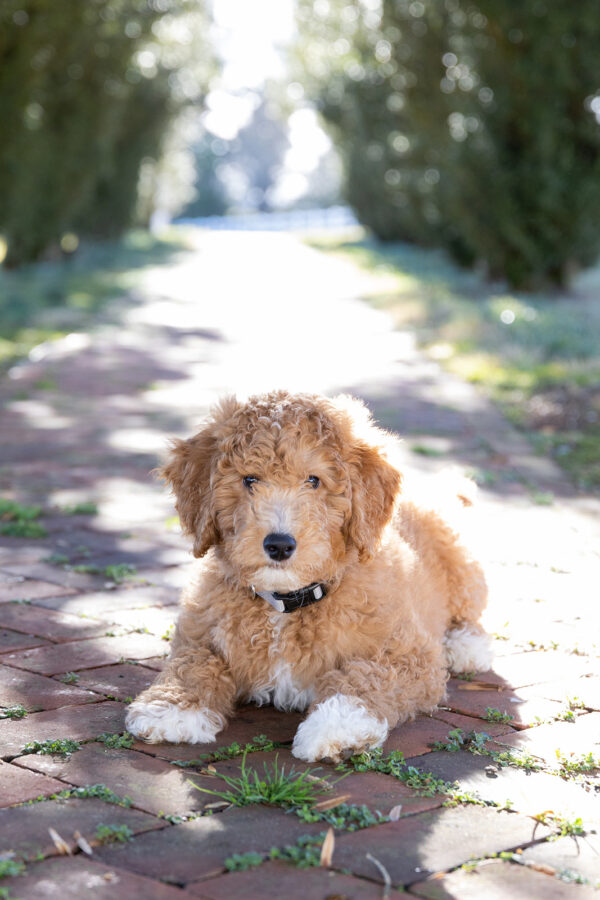 Toby - Image 18