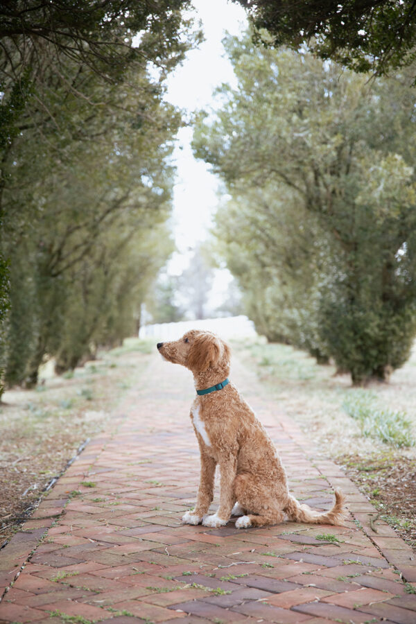Toby - Image 13