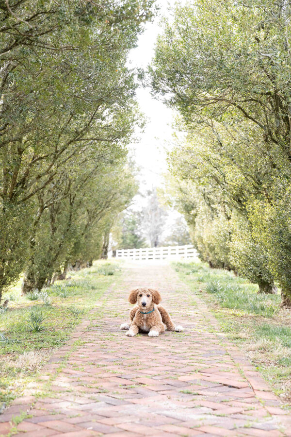 Toby - Image 9