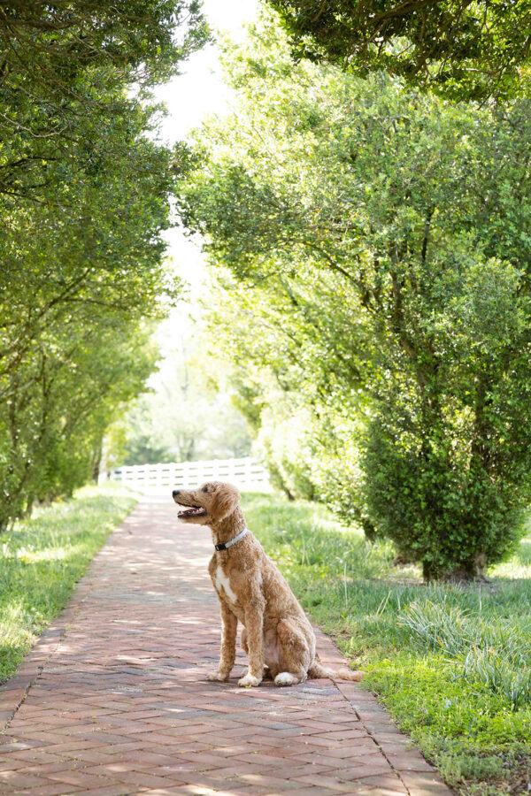 Toby - Image 3