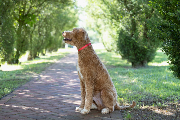 Toby - Image 6