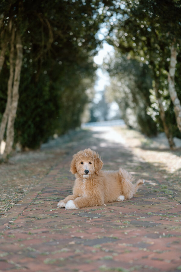 Toby - Image 14