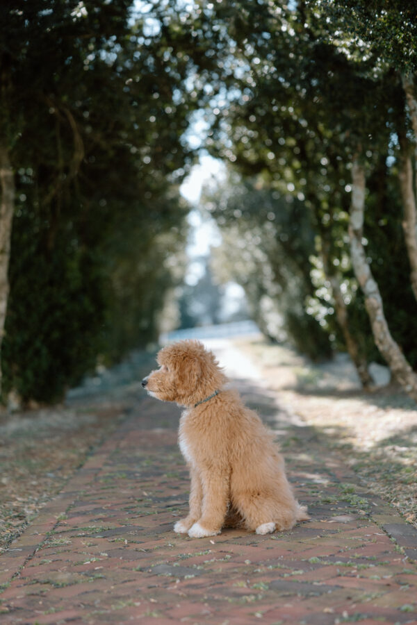 Toby - Image 15