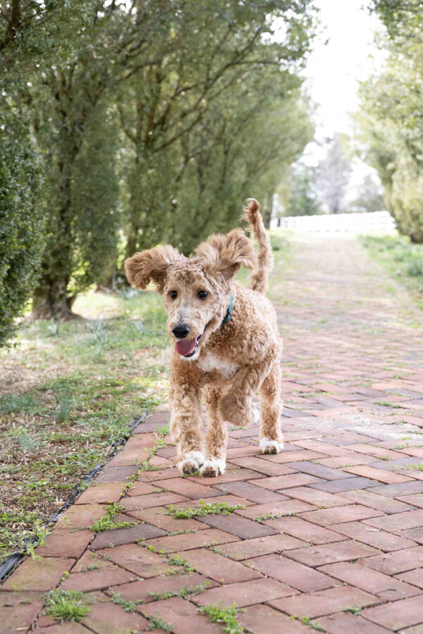 Toby - Image 8