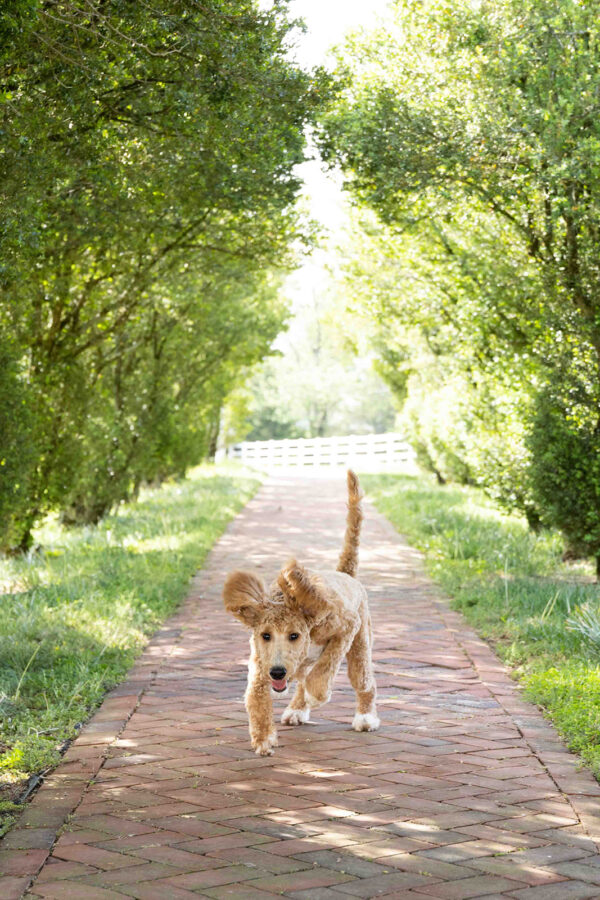 Toby - Image 5