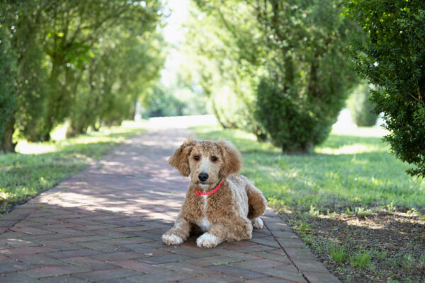 Toby - Image 2