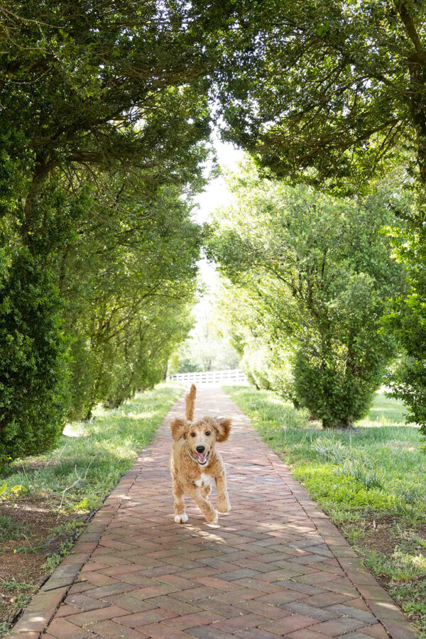 Toby - Image 4