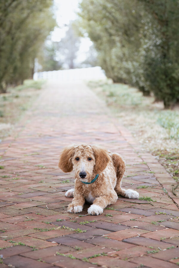 Toby - Image 12