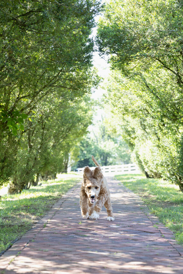 Toby - Image 3