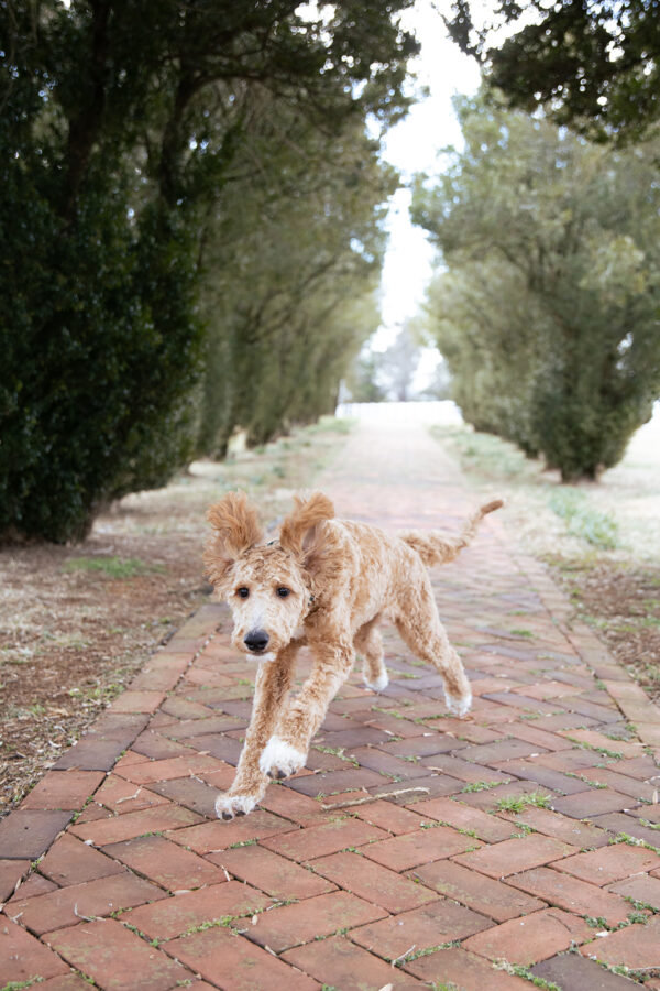 Toby - Image 11