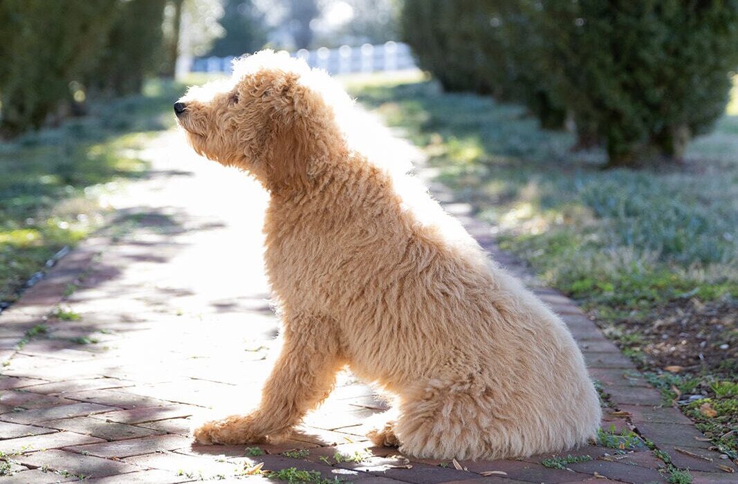 Ivy, a Goldendoodle from Pride & Prejudoodles