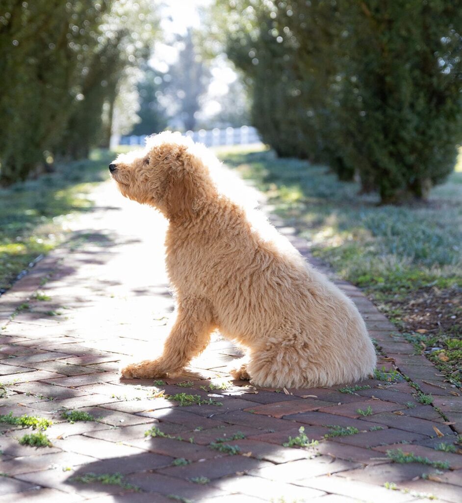 Ivy, a Goldendoodle from Pride & Prejudoodles