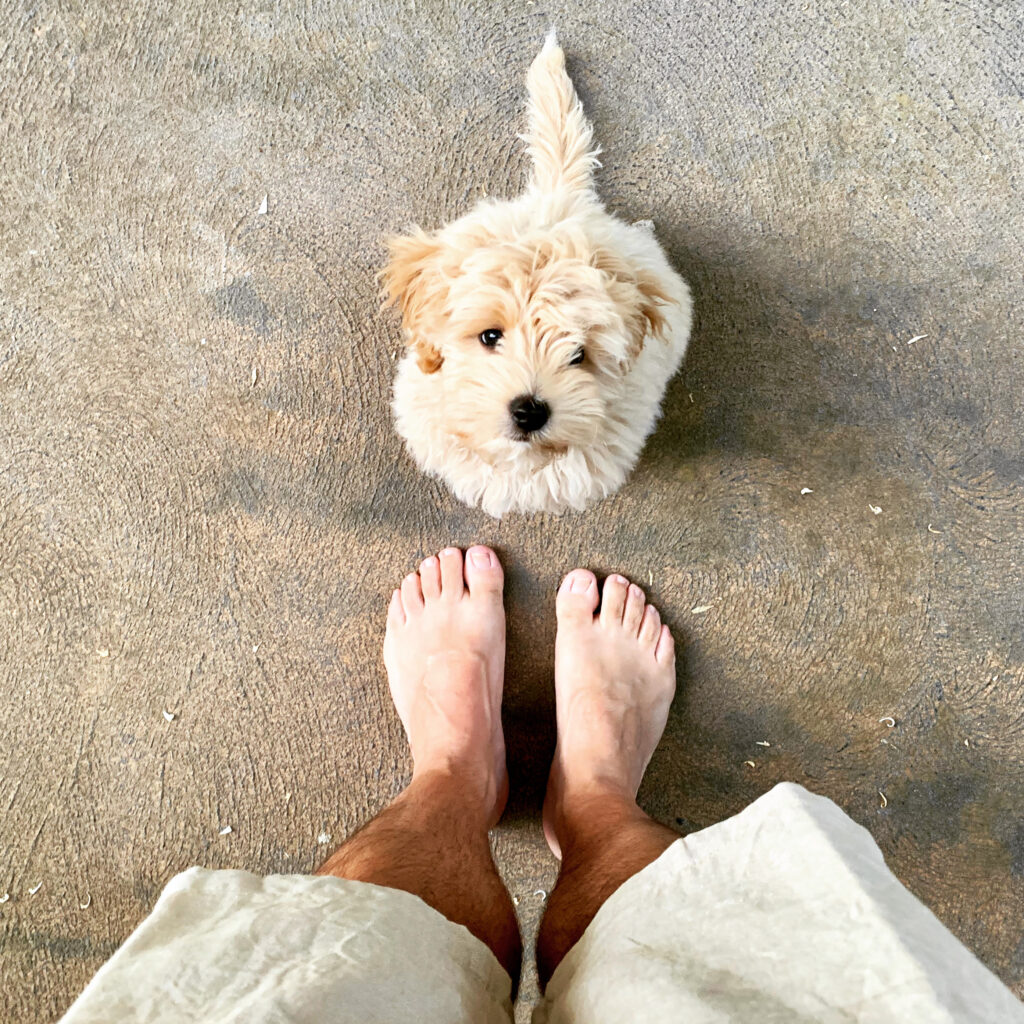 A puppy looks up at its owner