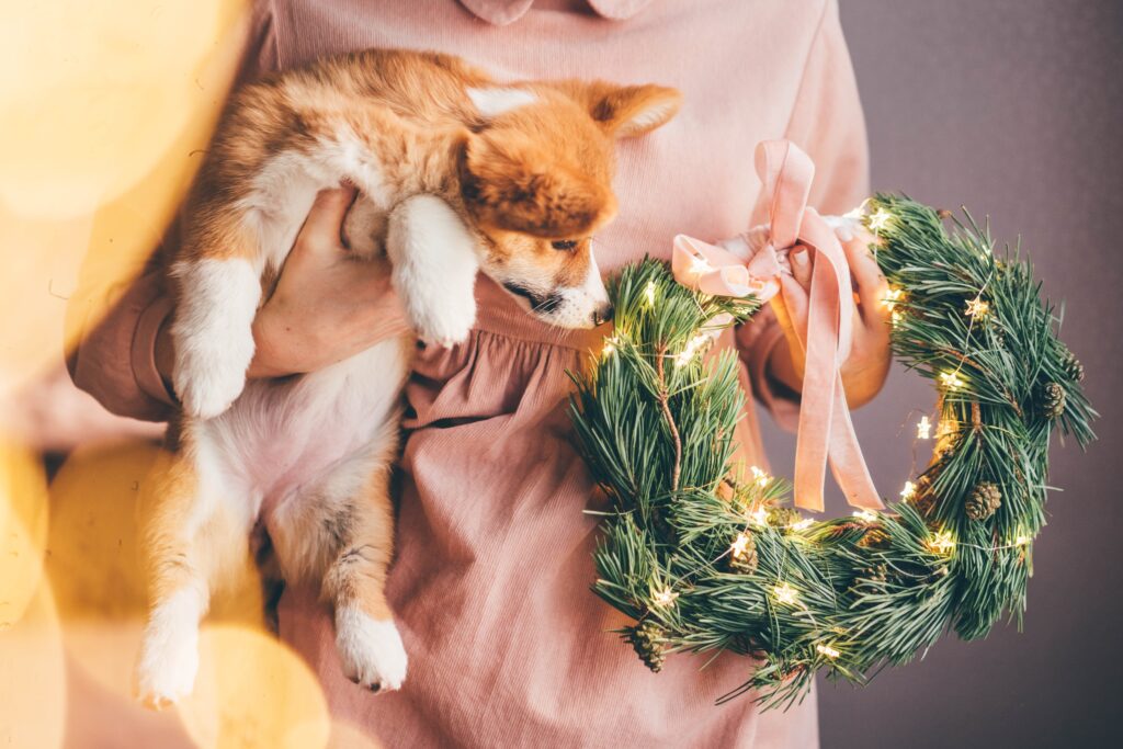 Corgi puppy smelling a Christmas wreath