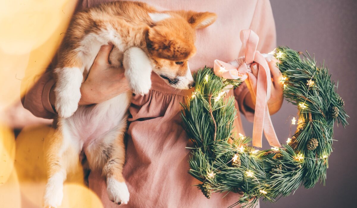 Corgi puppy smelling a Christmas wreath