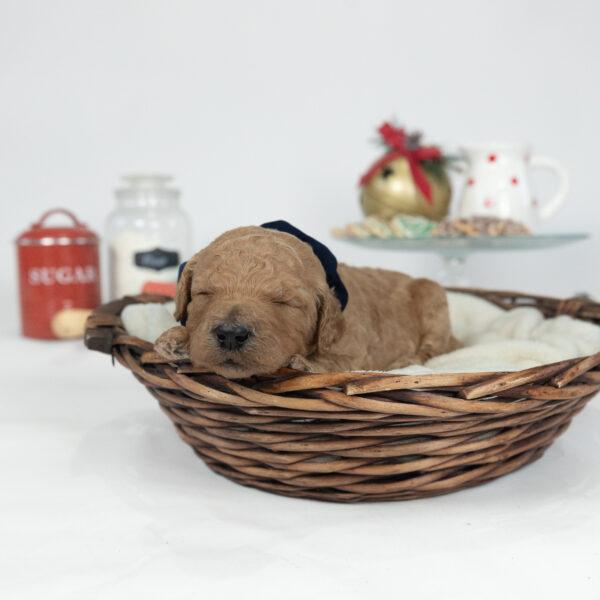 Snickerdoodle - Image 4