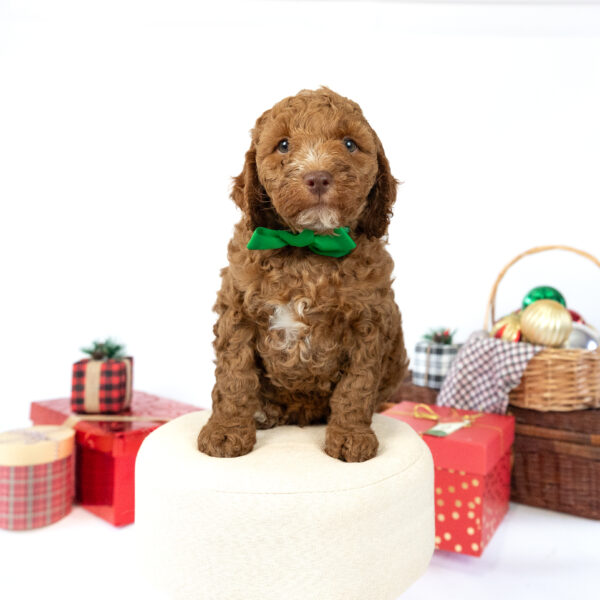 Scout - Image 13