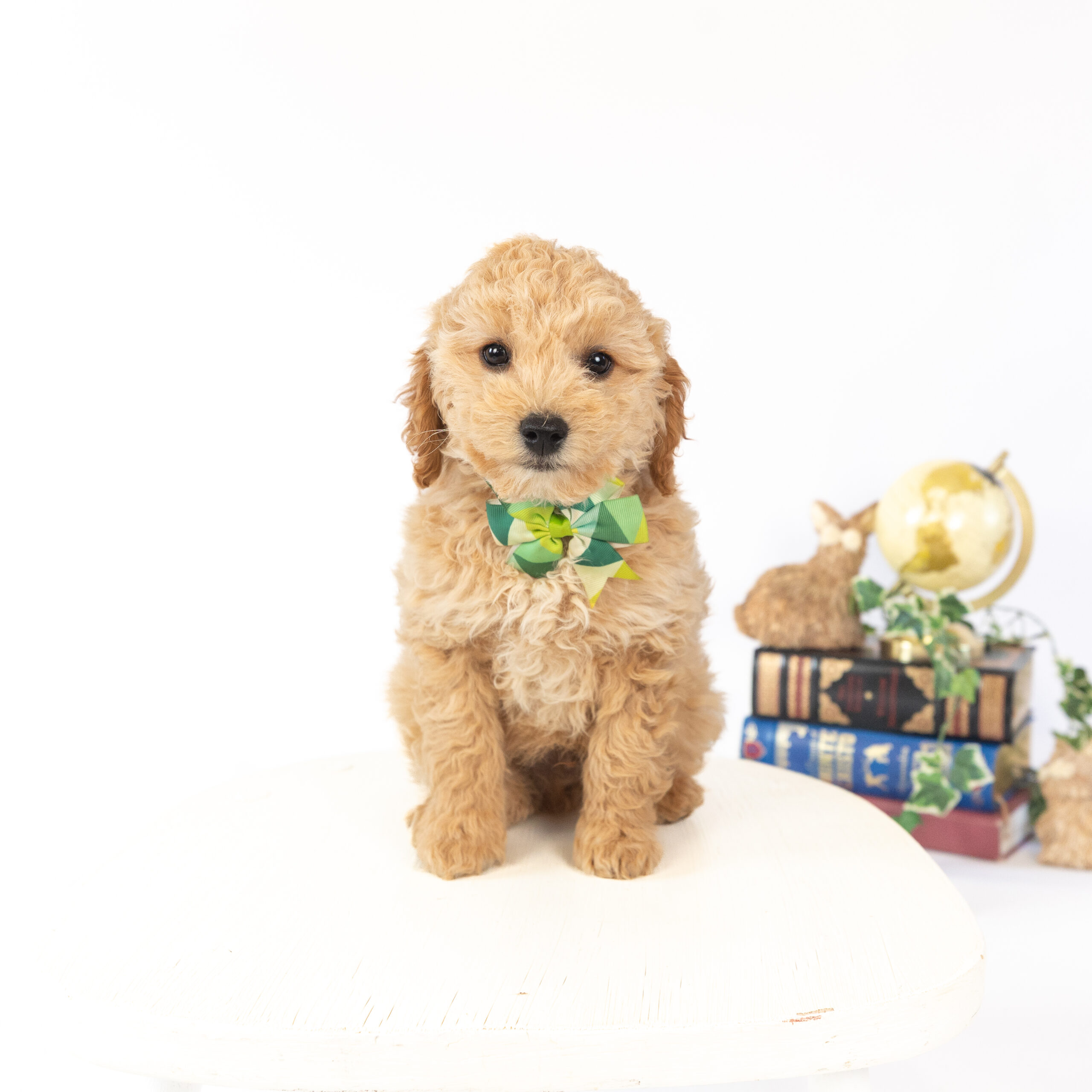 Goldberry's Litter