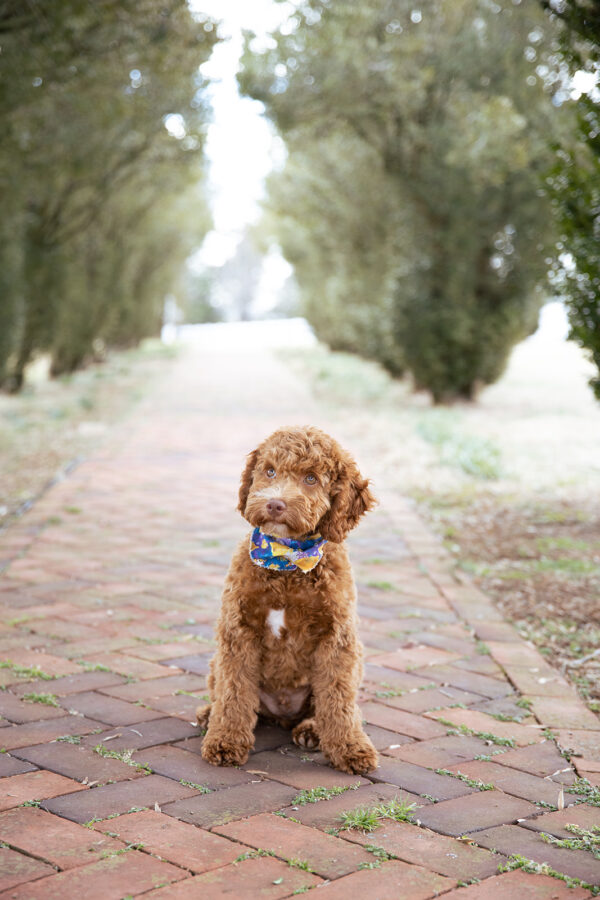 Scout - Image 6