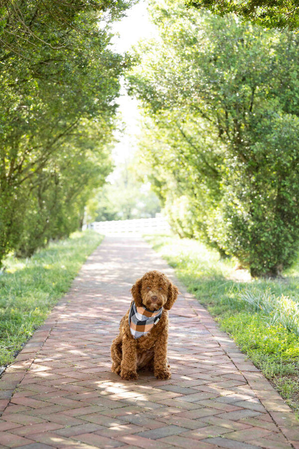 Scout - Image 9