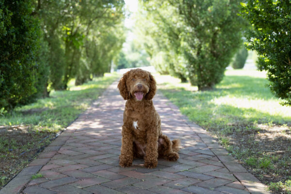 Scout - Image 5