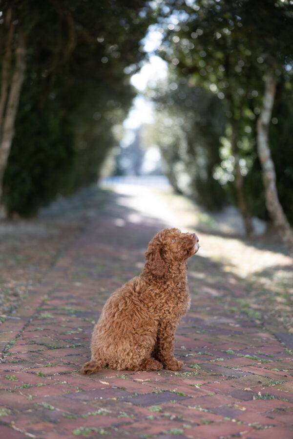 Scout - Image 11