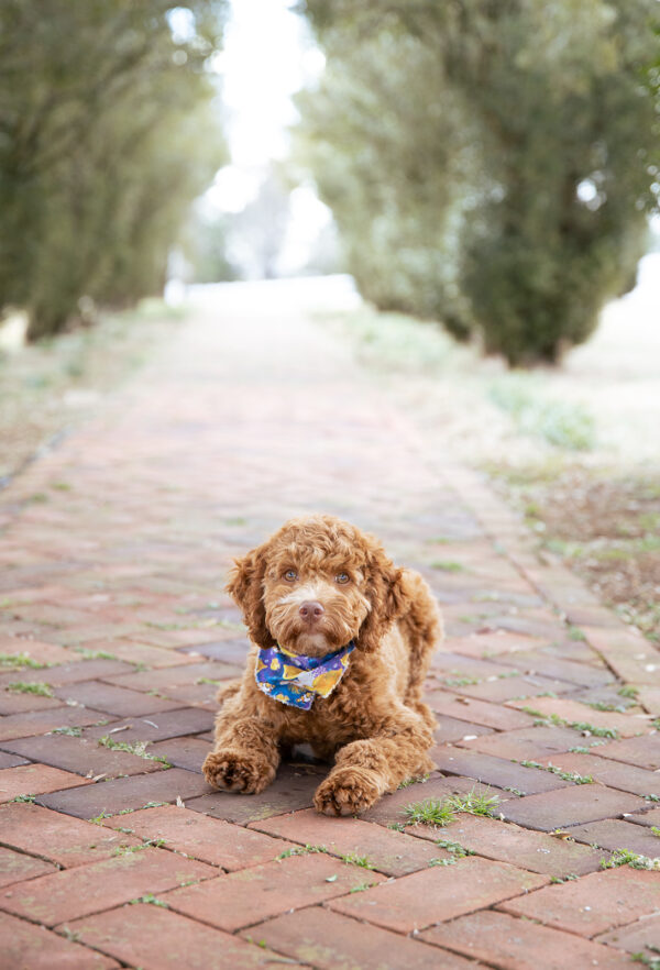 Scout - Image 7