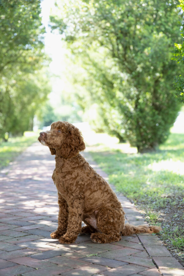 Scout - Image 4